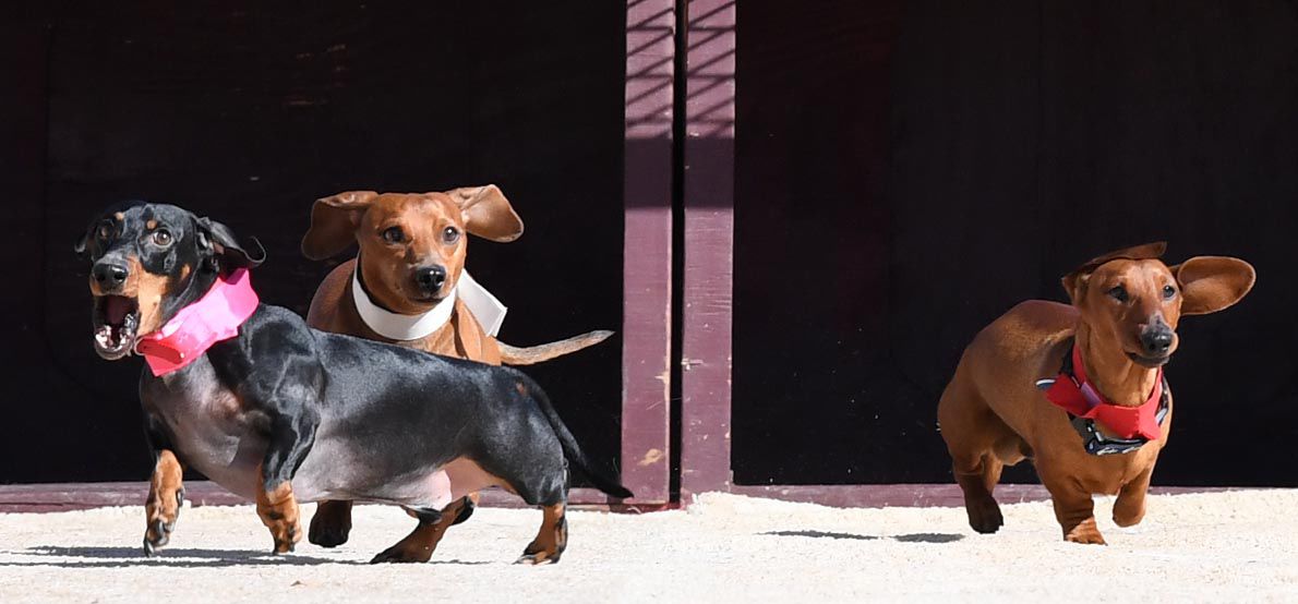 Weiner Fest 2017 27.jpg